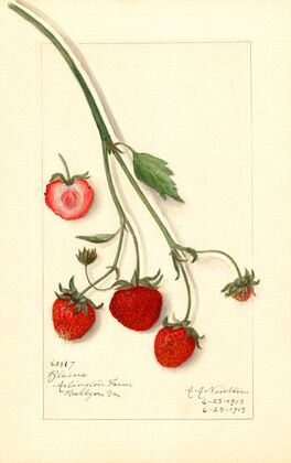 Fragaria: Blaine