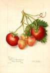 Fragaria: Brackett