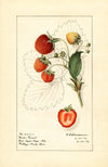 Fragaria: Brow Giant