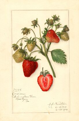 Fragaria: Corsican