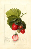 Fragaria: Dayton