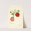 Fragaria: Dew by Amanda Almira Newton