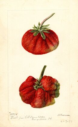 Fragaria: Dew