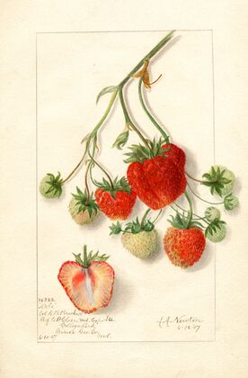 Fragaria: Dole