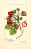 Fragaria: James Todd