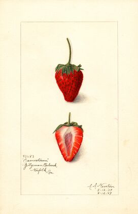 Fragaria: Jamestown