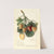 Fragaria: M by Ellen Isham Schutt