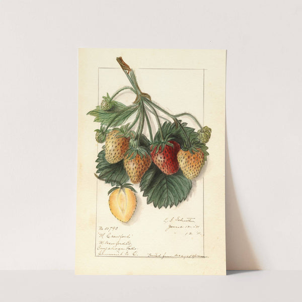 Fragaria: M by Ellen Isham Schutt