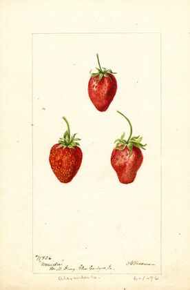 Fragaria: Maida