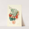 Fragaria: Manhattan by Mary Daisy Arnold