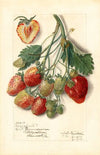 Fragaria: Marshall