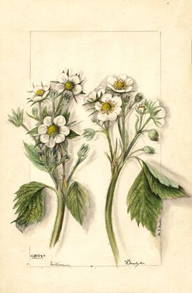 Fragaria