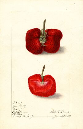 Fragaria: Mary