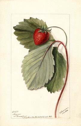 Fragaria: Maynor