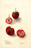 Fragaria: Maynor