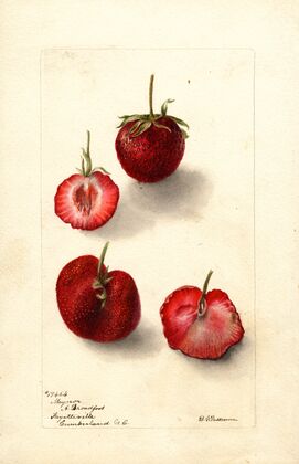 Fragaria: Maynor