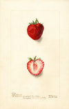 Fragaria: Nick Ohmer