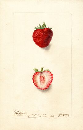 Fragaria: Nick Ohmer