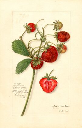Fragaria: Ohio Bay