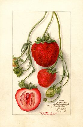Fragaria: Outlander