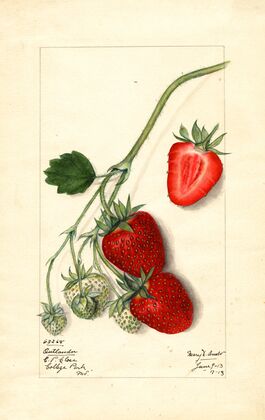 Fragaria: Outlander