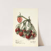 Fragaria: Ryckman by Ellen Isham Schutt