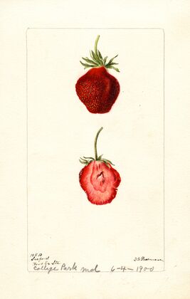 Fragaria: Seaford