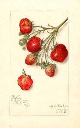 Fragaria: Superb — size preview