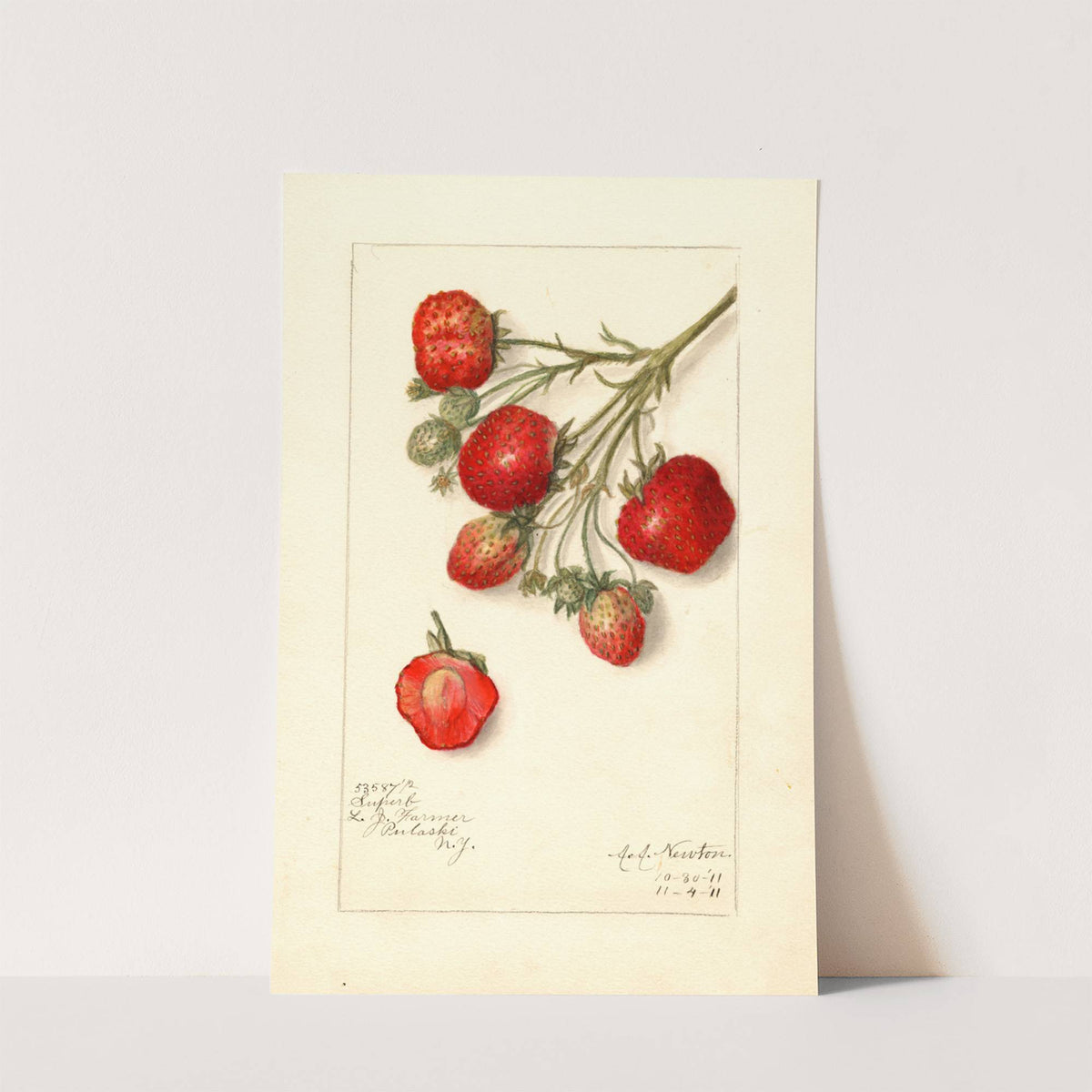 Fragaria: Superb by Amanda Almira Newton