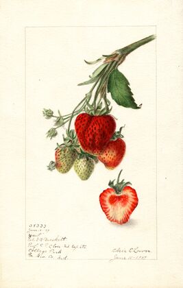 Fragaria: Yant