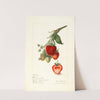 Fragaria: Yant by Elsie E. Lower