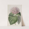 Fragrant Clerodendron by Sydenham Edwards