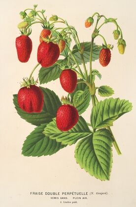 Fraise double perpétuelle
