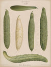 Frame Cucumbers (1876-1886)