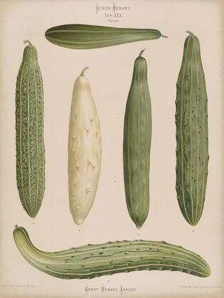 Frame Cucumbers (1876-1886)