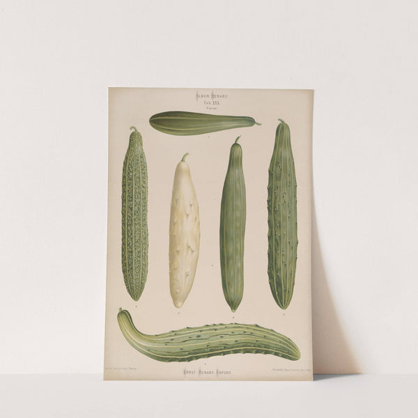 Frame Cucumbers (1876-1886) by Ernst Benary