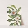 Franklinia. Pranklinia alatamaha (1925) by Mary Vaux Walcott