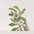 Franklinia. Pranklinia alatamaha (1925) by Mary Vaux Walcott