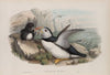 Fratecula arctica. Puffin. (1862-1873)