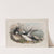 Fratecula arctica. Puffin. (1862-1873) by John Gould