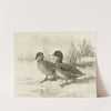 Freckled Duck (1922-1926) by Allan Brooks