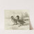 Freckled Duck (1922-1926) by Allan Brooks