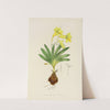 Freesia Refracta by Illtyd Buller Pole-Evans