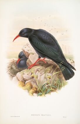 Fregilus graculus. Chough. (1862-1873)