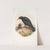 Fregilus graculus. Chough. (1862-1873) by John Gould