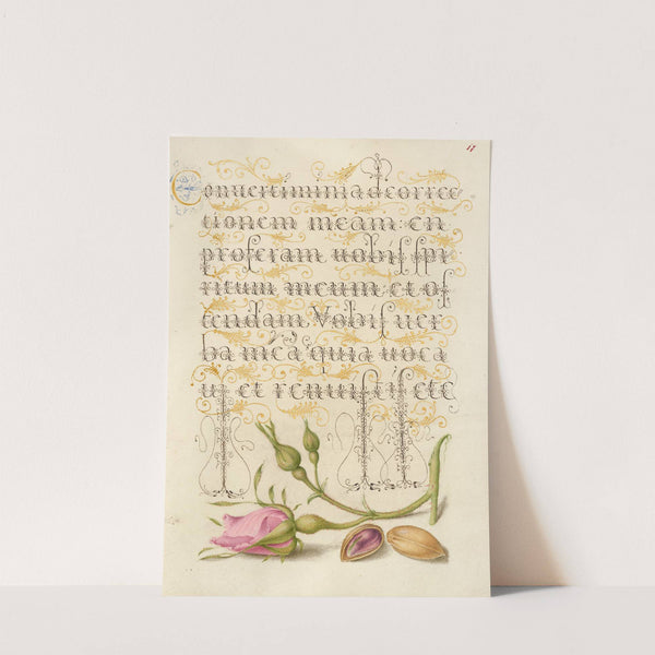 French Rose and Pistachio (1561–1596) by Joris Hoefnagel