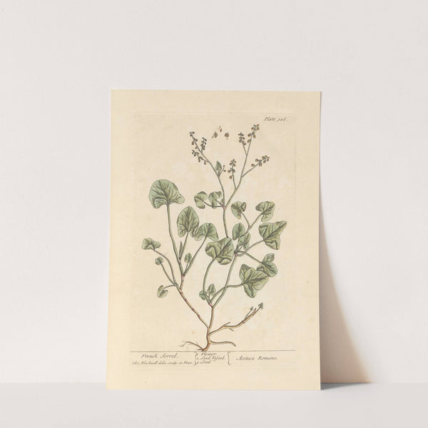 French sorrel by Elizabeth Blackwell
