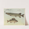Freshwater fish (1892) by Oluf August Hermansen