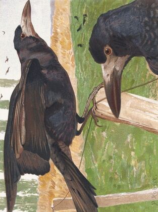 Freux (corbeau)