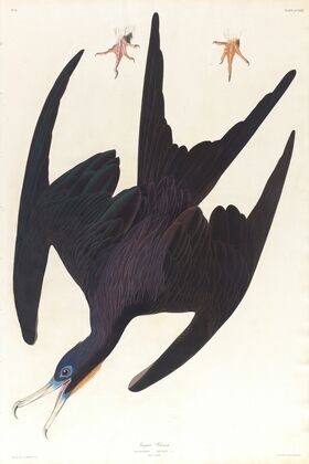 Frigate pelican